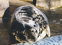 One of the Adults has just moulted