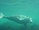 Pauline a released seal,Photo by Steve Pavey