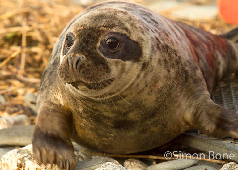 Pavarotti - 11th December 2012