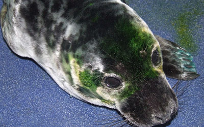Photo of Pavarotti was taken by Rachael Vine of the Cornish Seal Sanctuary