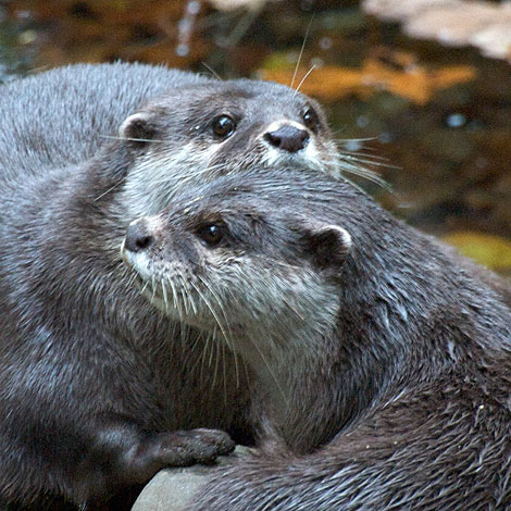 This photo of Starsky and Hutch, our Otters, was taken by Chris Pearce-Ramwell on 28th October 2009