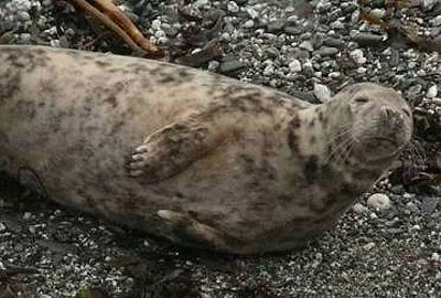 Pebbles - Photo copyright of Sue Sayer (www.cornwallsealgroup.co.uk)