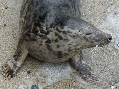 Pebbles - Photo copyright of Simon Bone