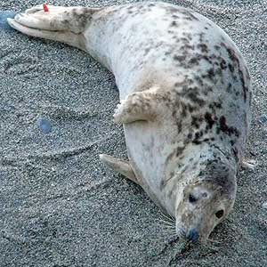 Pebbles - Photo copyright of Sue Sayer (www.cornwallsealgroup.co.uk)