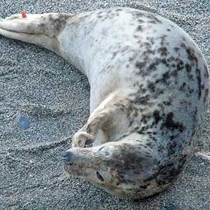 Pebbles - Photo copyright of Sue Sayer (www.cornwallsealgroup.co.uk)