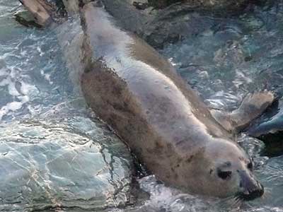Pebbles - Photo copyright of Sue Sayer (www.cornwallsealgroup.co.uk)