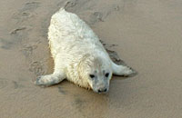 Pebbles on Gwithian beach  - photo was taken on 8th October 2006 by Dave Jarvis of BDMLR