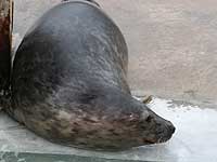 Pedrek in the outside pool - photo was taken on 20th March 2008