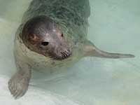 Pedrek in the outside pool - photo was taken on 9th April 2008