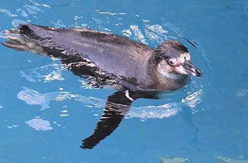 Penguin enclosure