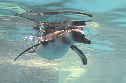 Penguin enclosure