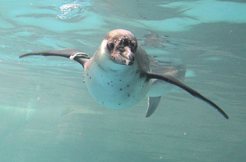 Penguin enclosure