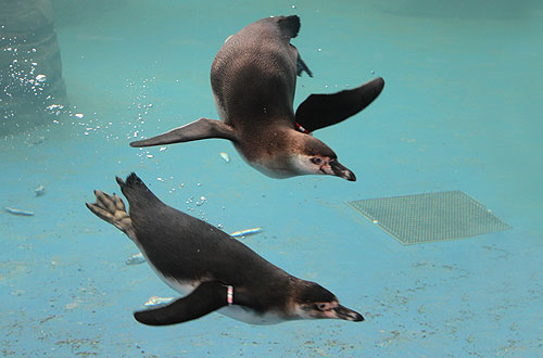 Penguin enclosure