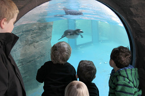 Penguin enclosure