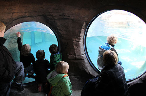 Penguin enclosure
