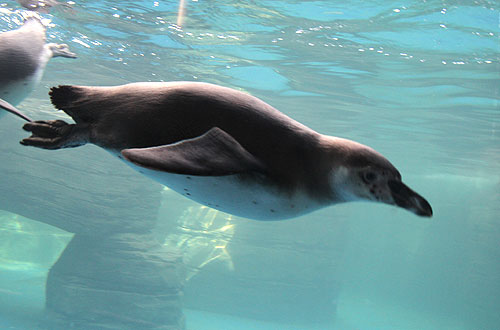 Penguin enclosure