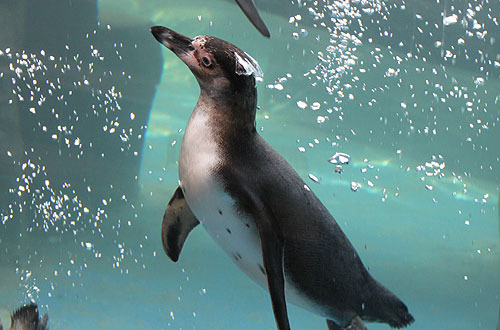 Penguin enclosure