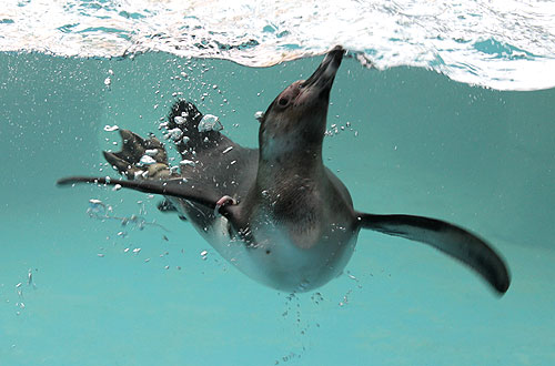 Penguin enclosure