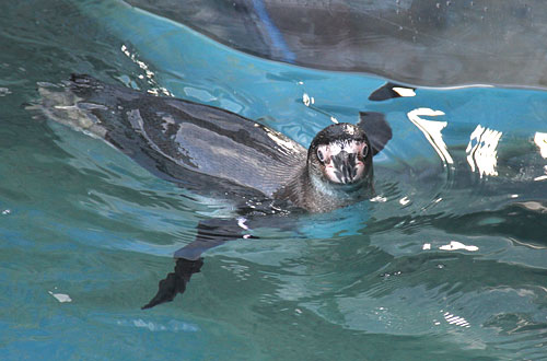 Penguin enclosure
