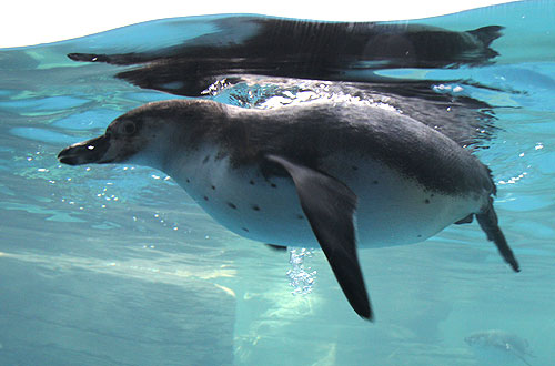 Penguin enclosure