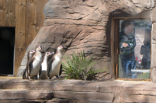 Penguin enclosure