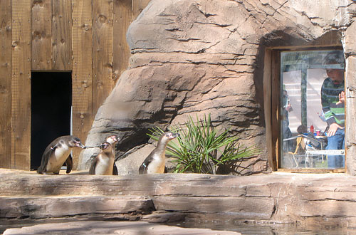 Penguin enclosure