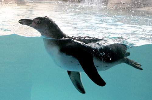 Penguin enclosure