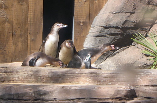 Penguin enclosure