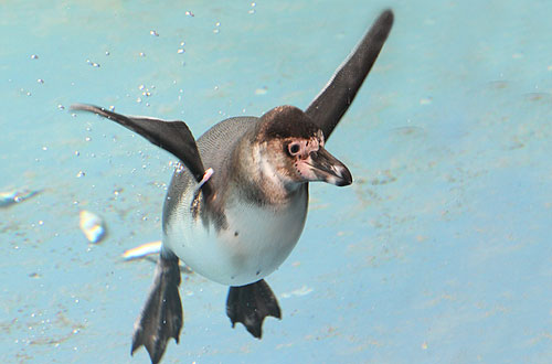 Penguin enclosure