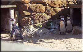 Penguins