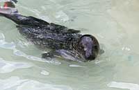 Penfold in the convalescence pool - photo was taken on 30th December 2006