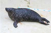 Penfold in the convalescence pool - photo was taken on 30th December 2006