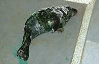 Penfold in the isolation hospital - photo was taken on 26th October 2006 by Rachael Vine