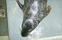 Penfold in the hospital - photo was taken by Rachael Vine