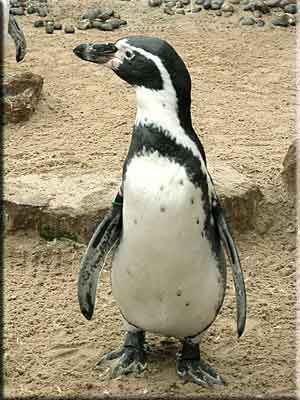 Penguin after moulting