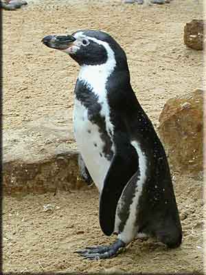 Penguin after moulting