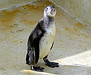 One of the Humboldt Penguins