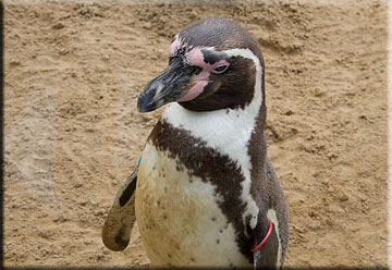 Penguins