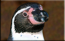 One of our penguins