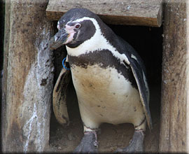 Penguins