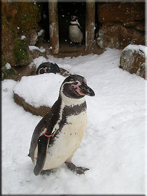 Beau with Jess watching from the penguin's nest box