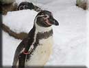 Beau, our resident Penguin, in the snow