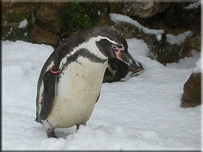 Beau, resident Penguin, in the snow