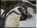 Beau, our resident Penguin, in the snow