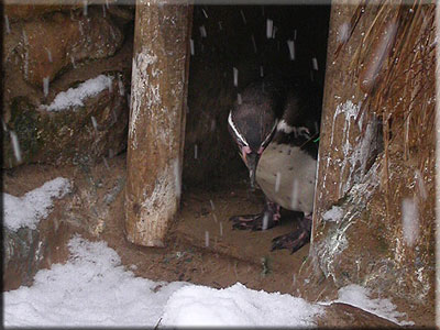 Jess inside the penguin's nest box just watching the other penguins