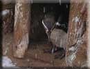 Jess inside the penguin's nest box just watching the other penguins
