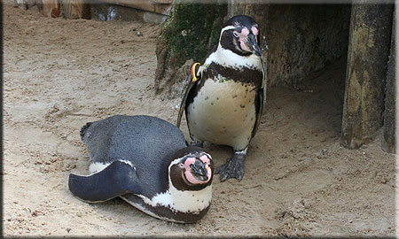 Penguins