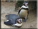 Penguins