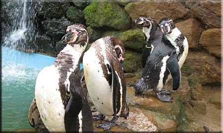 Penguins