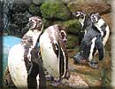 Penguins